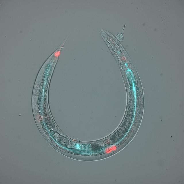 NASA image: jsc2026e014313