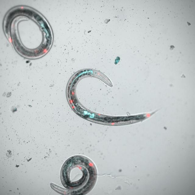 NASA image: jsc2026e014314