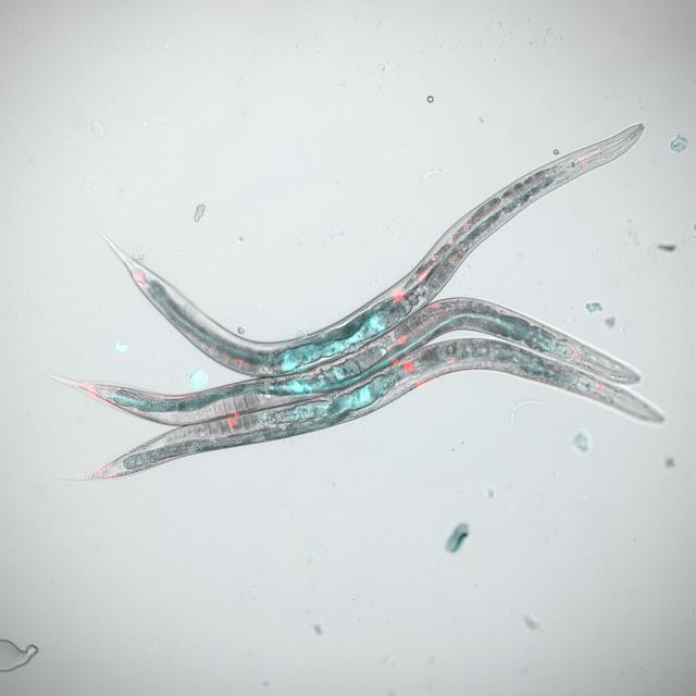 NASA image: jsc2026e014315