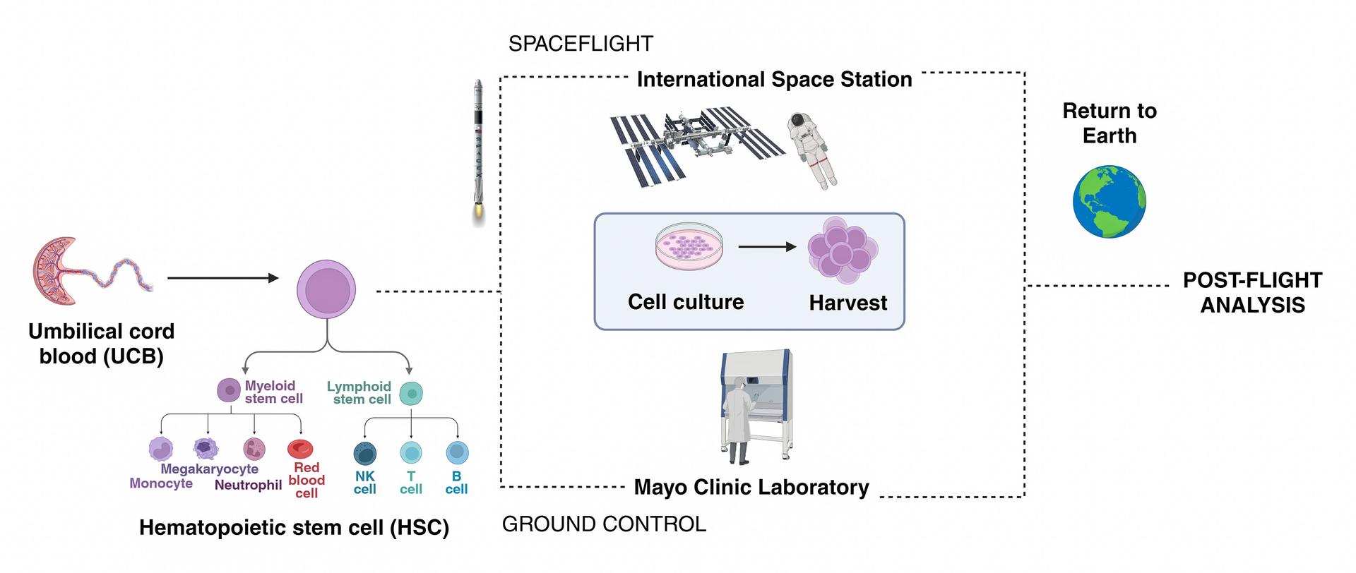 jsc2026e014321 (March 23, 2026) --- Simple schematic diagram of the InSPA-StemCellEX-H2 investigation design, which works upon prior research to produce stem cells in greater numbers in space with BioServe’s newly developed microgravity bioreactor. Credit: Mayo Clinic.