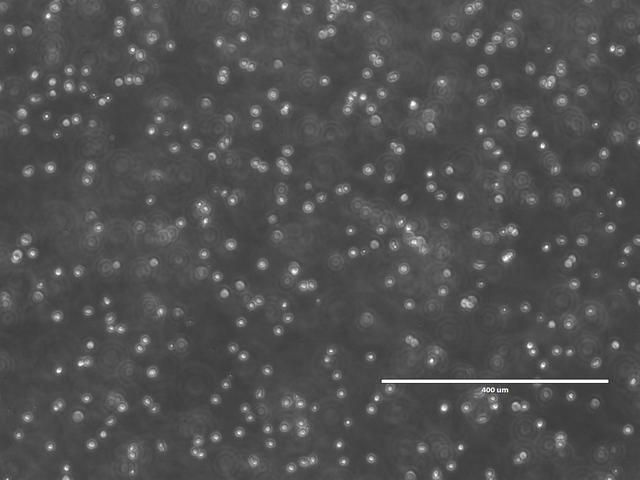 NASA image: jsc2026e014322