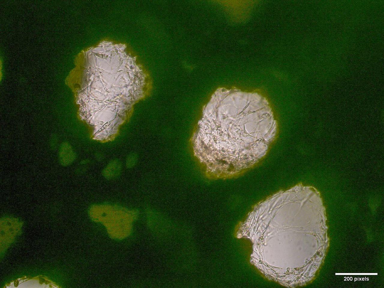jsc2026e017238 (March 27, 2026) --- Microscopic view showing human mesenchymal stem cells (hMSCs) adhered inside the macropores of a b.Bone scaffold as part of preflight testing for Green Bone. This investigation studies the performance of a biomimetic bone scaffold, b Bone, in microgravity aboard the International Space Station. The image highlights cellular attachment and interaction with the porous structure. A scale bar is visible in the bottom right corner, indicating 200 pixels. Credit: DIMES Laboratory.