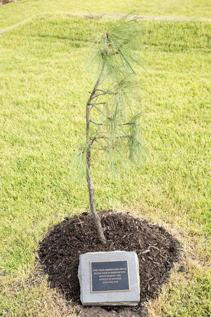 Apollo 14 Moon Tree