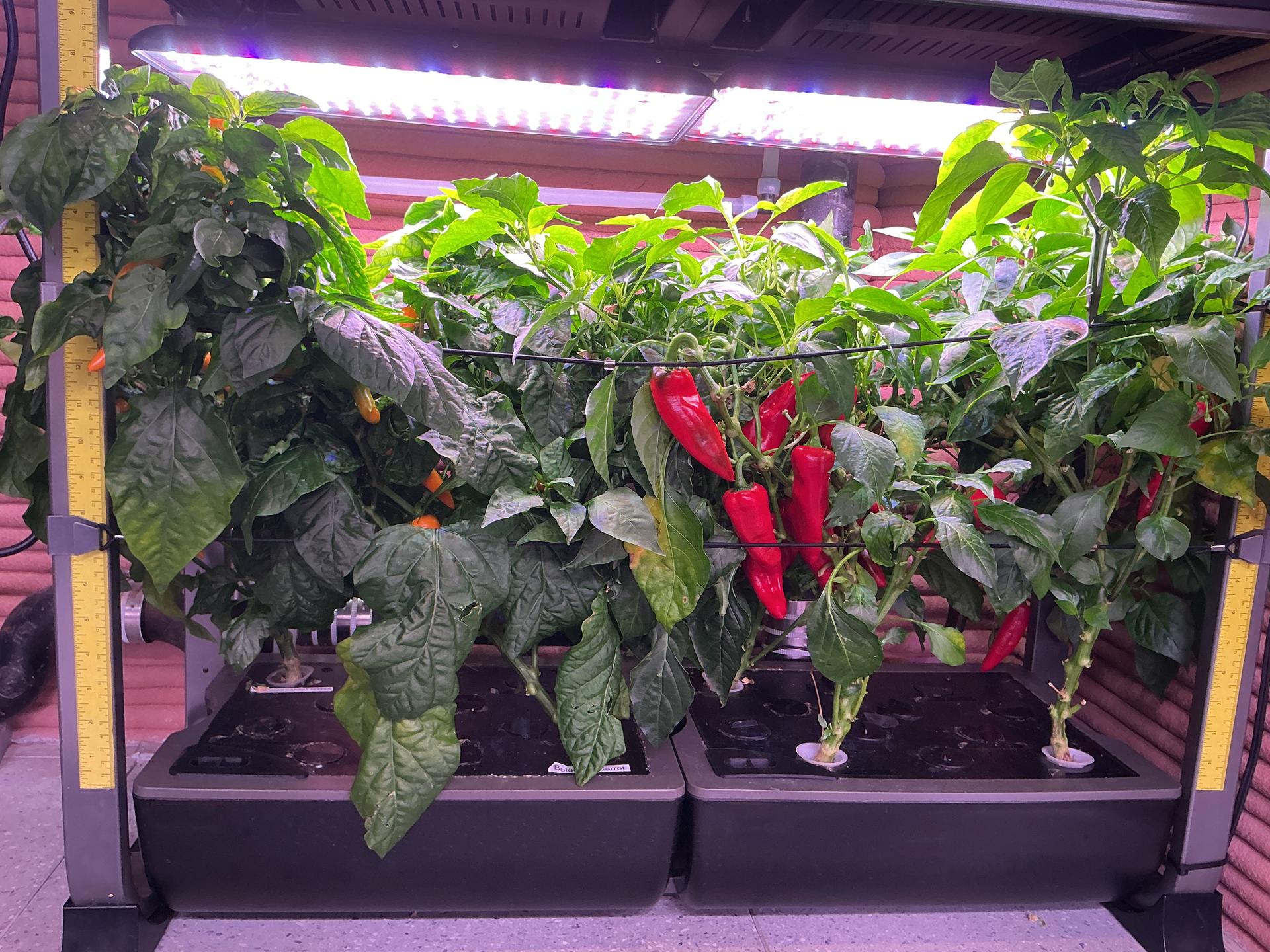 jsc2026e403177 (June 10, 2026) -- Image of vegetables grown in the Crew Health and Performance Exploration Analog (CHAPEA) Mission 2 hydroponic crop growth system. Credit: NASA
