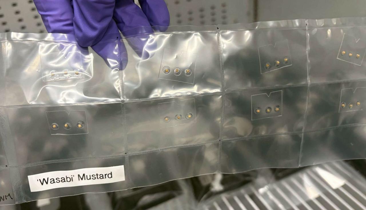 jsc2026e404782 (July 29, 2026) --- Preflight image of wasabi mustard seeds packaged within dissolvable seed film coupons as part of ISSGardens (VEG-03 MNO), an investigation that allows astronauts to grow plants in different locations around the International Space Station. Credit: NASA KSC.