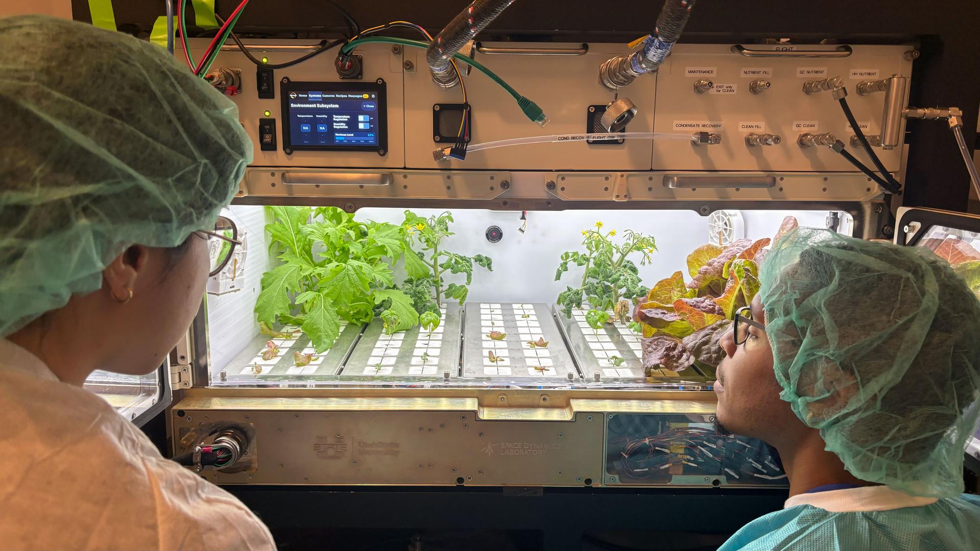 jsc2026e415098 (September 08, 2026) --- Preflight image of scientists inspecting a variety of plants in Utah State University’s OHALO III module.  This facility aims to validate plant water delivery, volume optimization, and advance knowledge on crop production, which could inform design decisions for future plant systems on deep space missions. Credit: NASA KSC.