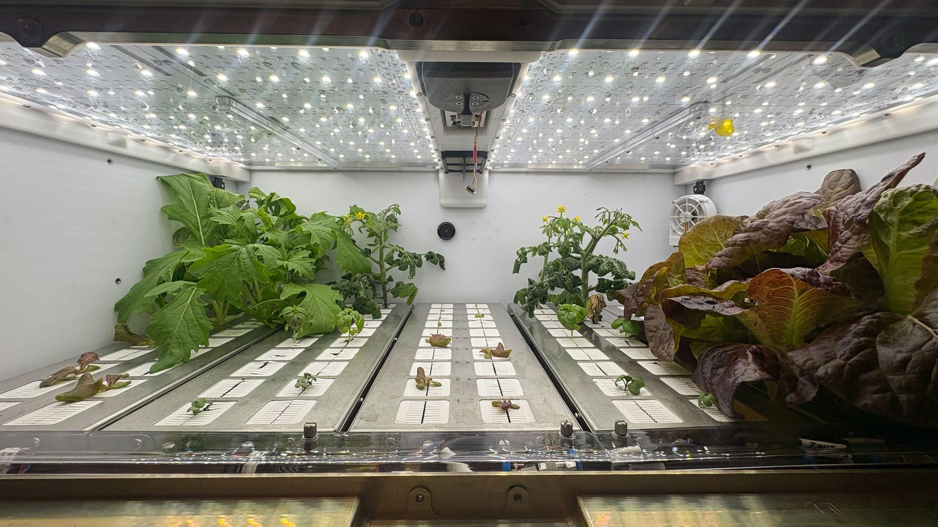 jsc2026e415099 (September 08, 2026) --- Preflight image of Utah State University’s OHALO III module with a variety of plants growing from the Utah Re-usable Root Modules (URRMs). This facility aims to validate plant water delivery, volume optimization, and advance knowledge on crop production, which could inform design decisions for future plant systems on deep space missions. Credit: NASA KSC.