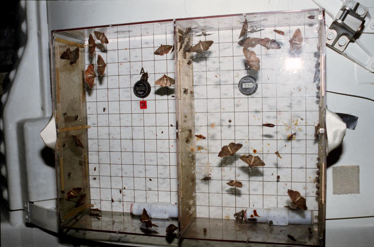 STS003-23-175 (22-30 March 1982) --- Student Experiment 81-8 (SE-81-8) Insect Flight Motion Study taped to the airlock on aft middeck of space shuttle Columbia. Photo credit: NASA