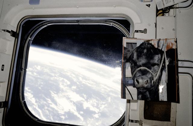 NASA image: STS-30 aft flight deck onboard view of overhead window, Earth limb, cow photo