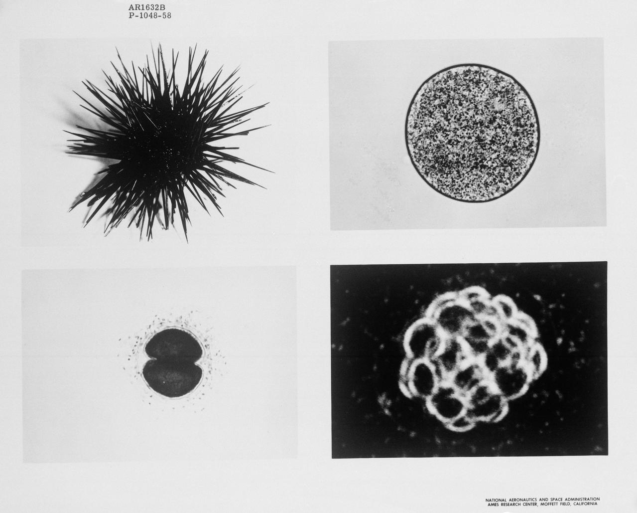 S65-18762 (March 1965) --- Effects of the weightless environment on cell division, the basic growth process for living tissue, will be studied during the Gemini-Titan 3 flight scheduled for March 23, 1965. A spiny black sea urchin (upper left) is stimulated by mild electric shock or potassium chloride. As a result it sheds many thousands of eggs. When fertilized, these eggs become actively dividing cells very similar in basic processes to cells of other animals, including humans. These pictures show stages of cell division. At upper right is a single cell; at lower right cell divisions have produced many cells. Cell photos are magnified about 700 times, and all cells shown are too small to be seen by the naked eye. (Photos at upper right and lower left are of sea urchin eggs. Group of cells at lower right are from a sand dollar, which like the sea urchin, is an Echinoderm. Its eggs are virtually identical and are used interchangeably with those of the sea urchin in NASA Ames Center weightlessness experiments.) The Gemini experiment will involve cell division like that shown here. This will take place during several hours of weightlessness aboard the Gemini spacecraft. The experiment will be flown back to laboratories at Cape Kennedy after spacecraft recovery. It has been designed so that any abnormal cell division found by postflight analysis should suggest that the weightless environment has effects on individual cells. This might mean hazards for prolonged periods of manned spaceflight.