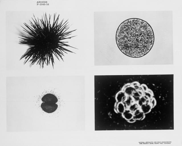 NASA image: GEMINI-TITAN (GT)-3 - WEIGHTLESSNESS EXPERIMENT - AMES RESEARCH CENTER (ARC), CA