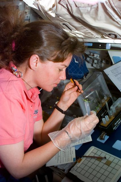 NASA image: PGIM-01,Coleman harvests some of the plants