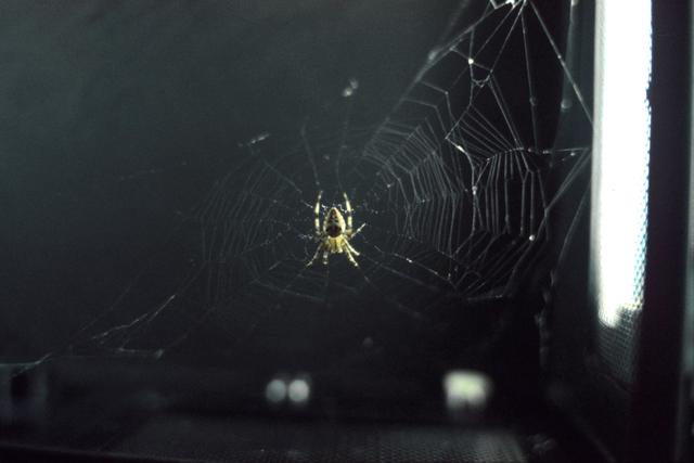 NASA image: View of Arabella, one of two Skylab spiders and her web
