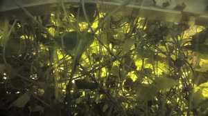 Plants and Space Exploration, APEX-04