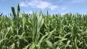 Science For a Hungry World: NASA's Partners