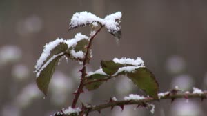 GPM: What We Don't Know About Snow: Snowfall B-Roll