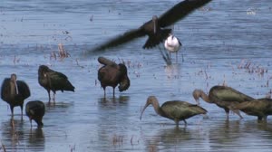 Landsat Helps Feed the Birds