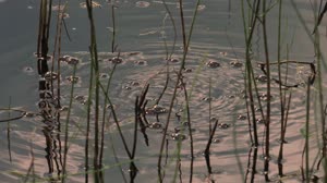 ABoVE campaign videos: Bubbles