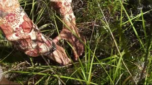 Earth Expedition: Studying Wildfires in a Warming Arctic