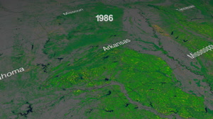 25 Years of Forest Dynamics