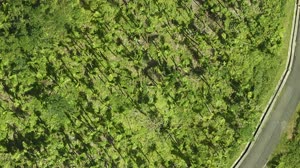 NASA Surveys Hurricane Damage to Puerto Rico's Forests