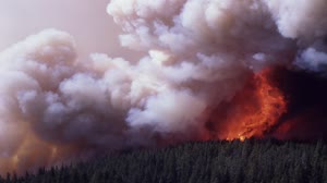 Yellowstone Burn Recovery