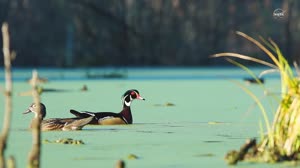 NASA Helps Warn of Harmful Algal Blooms