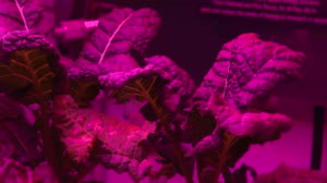 Science Verification Test Harvest