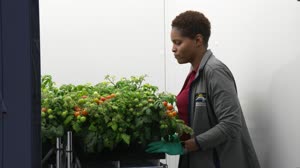 Impact of Radiation on Tomatoes