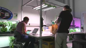 Hatch Chile Pepper Assessment and Harvest