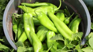 Space is Spicier: Peppers Growing on Station