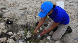 Mangrove Rescue/Restoration Project