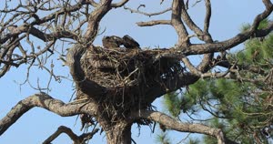 NASA image: Wildlife Video - Bald Eagles