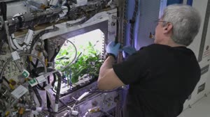 Astronauts harvest, eat first chile pepper crop on space station