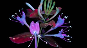 What's On Board SpaceX CRS-17 Highlight